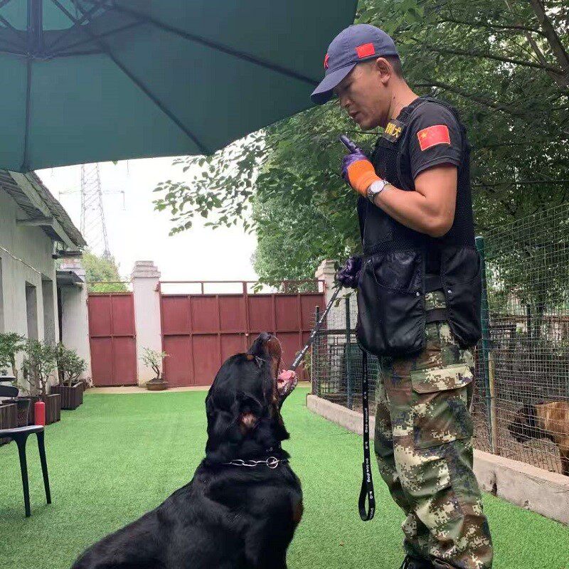 武汉孝昌威宁宠物宠物狗狗狗学校训练服务护食宠物训练