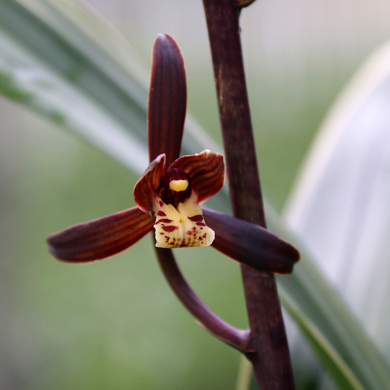 翁源兰花墨兰四季兰金金边铭品金凤锦浓浓香花卉
