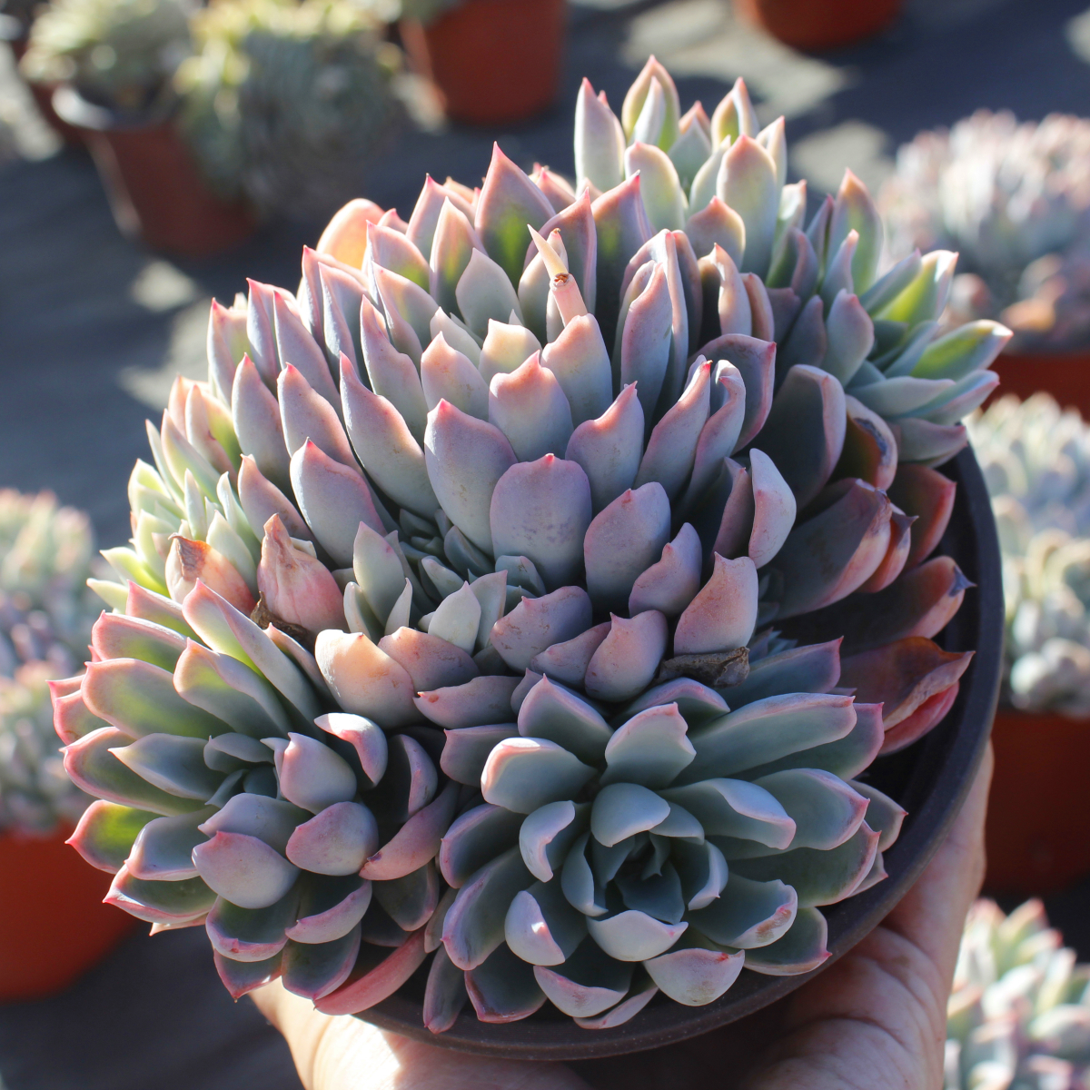 多肉植物大颗紫罗兰女王王老群生78包偏远除外多肉植物