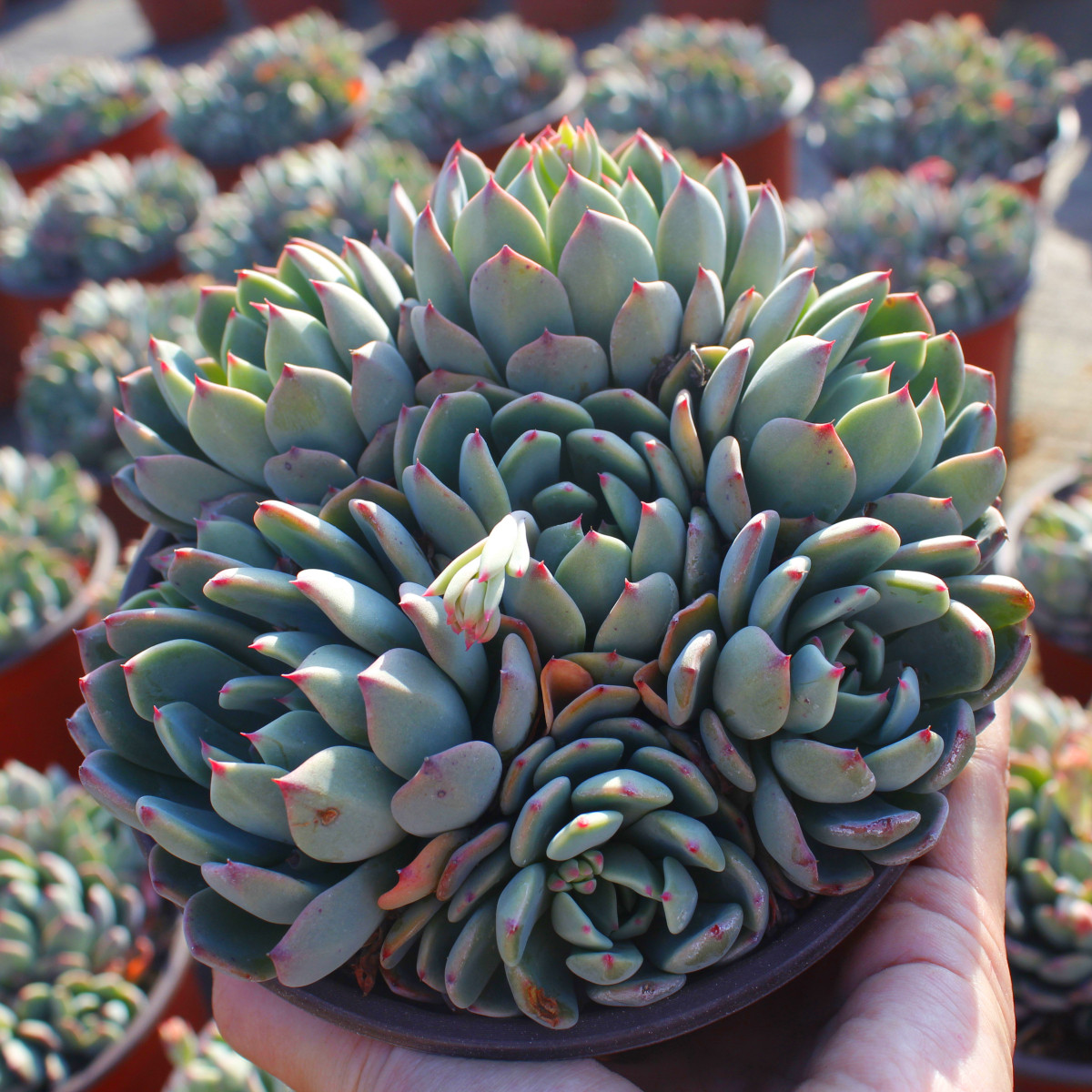 多肉植物大颗娜娜小勾老桩群生78包偏远除外多肉植物