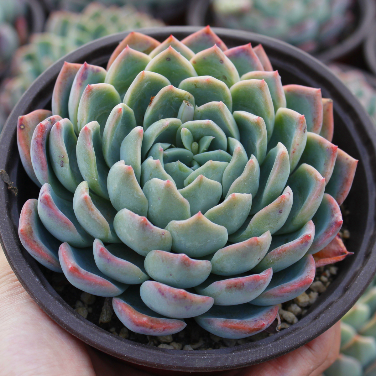 多肉植物大颗莎莎女王王老78包偏远除外多肉植物