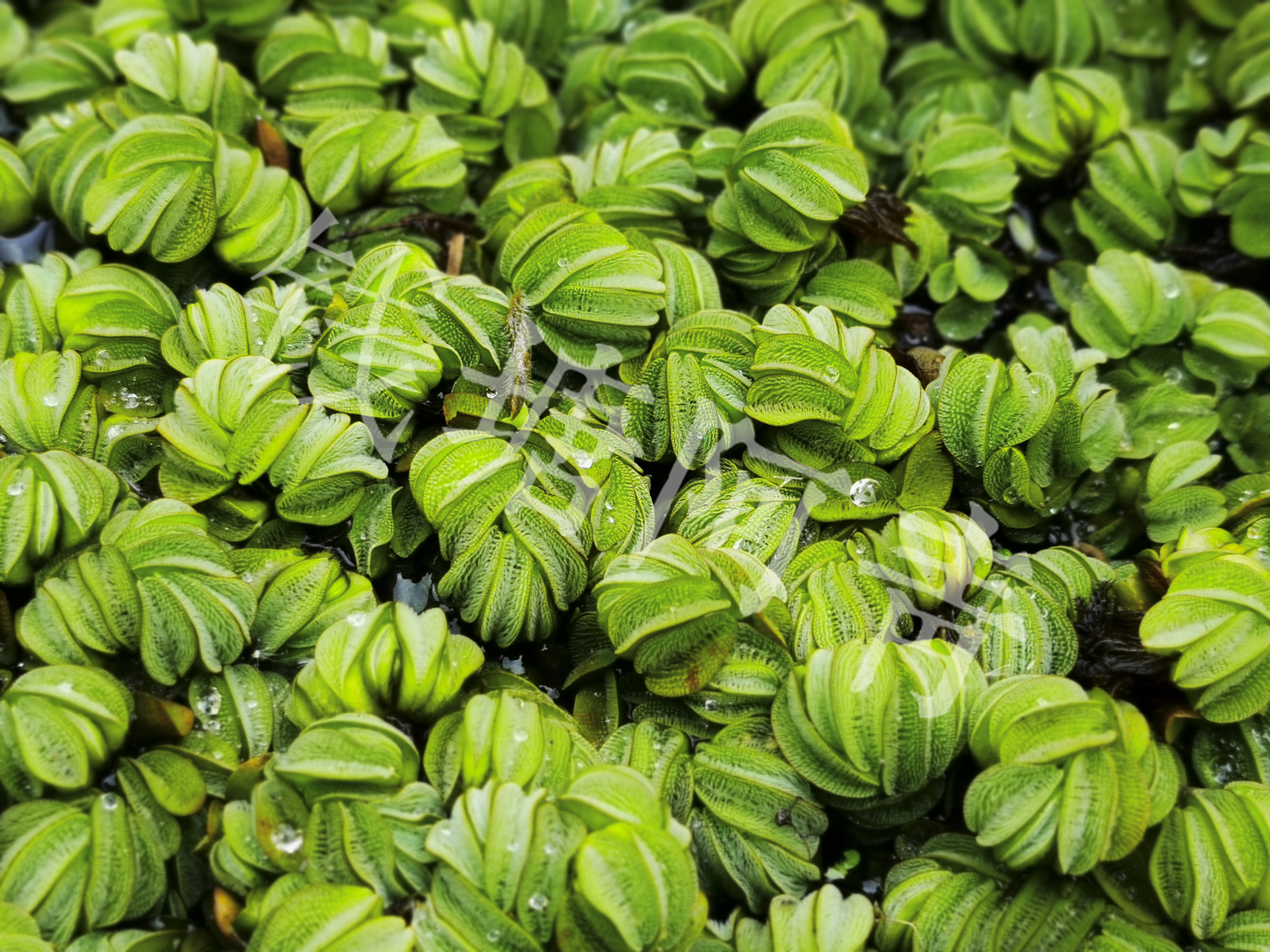 水草兔耳朵浮萍浮性活体懒人鱼缸造景入门水生水草