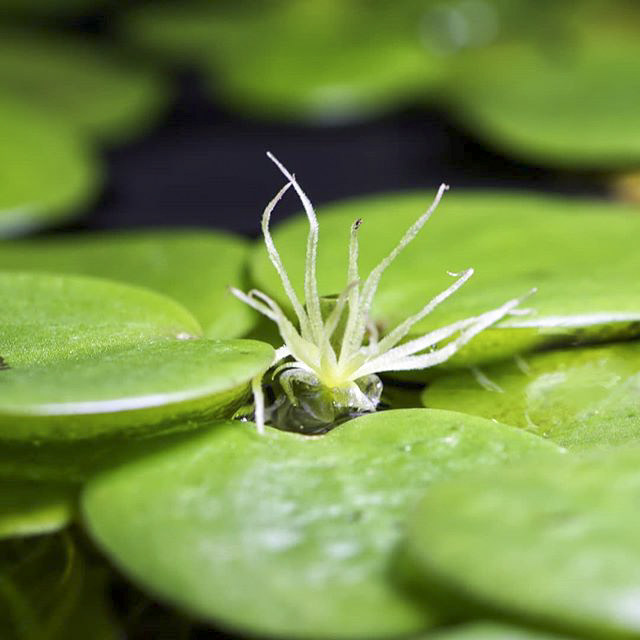 草场直发 圆心萍 苹果萍 浮萍水草 浮萍植物 鱼缸浮萍植物 水浮萍