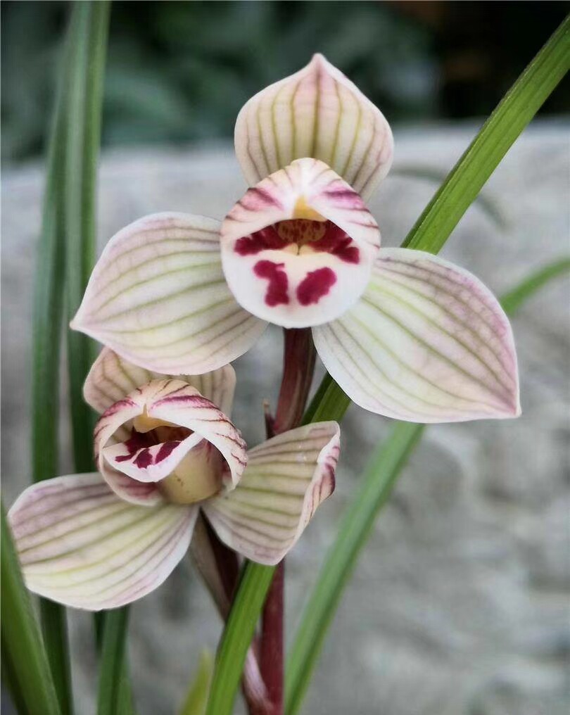 兰花包邮当年开花名品花卉花苗春兰莲瓣珍荷时令草本花卉