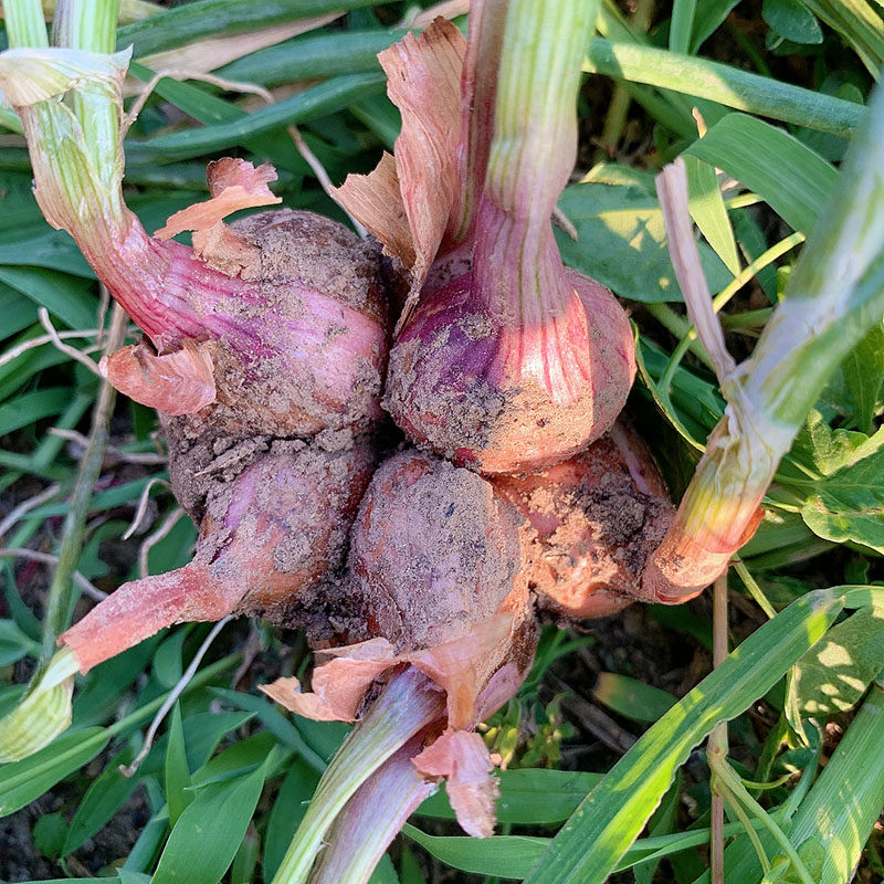 东北小毛葱头正宗鬼子葱栽种籽蘸酱小洋葱红葱头葱类