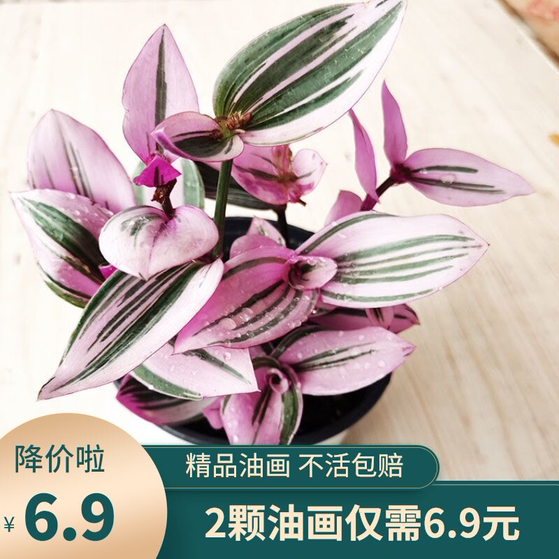 去店铺金卓花卉园艺卖家已经将该商品已下架或删除,去看看其他商品吧