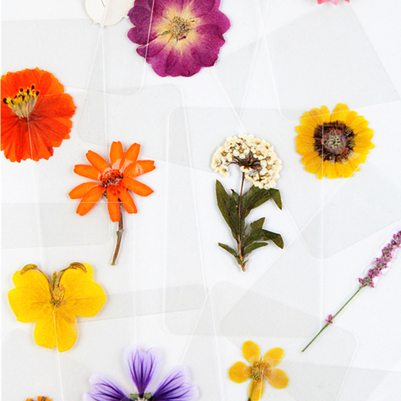 干花书签押花塑封植物标本过塑认识书签