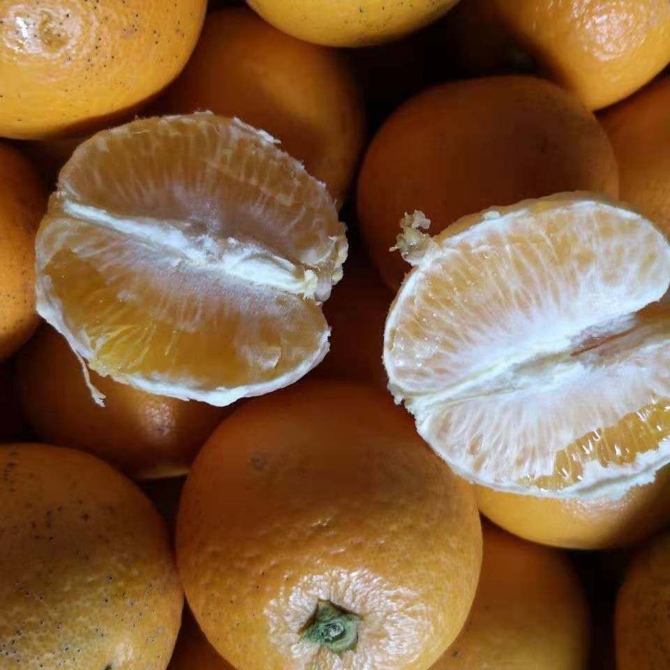 冰糖洪江黔阳新鲜超甜柑非怀化麻阳橙