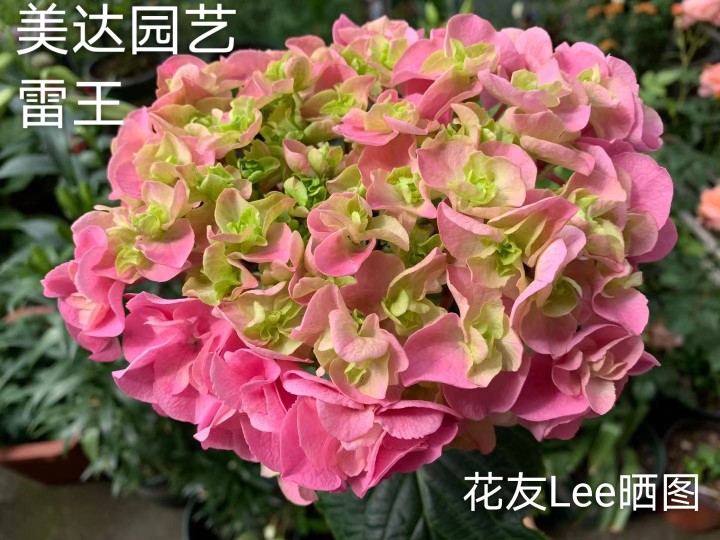 绣球花苗盆栽雷王雷神进口新品重瓣大花1加仑时令草本花卉