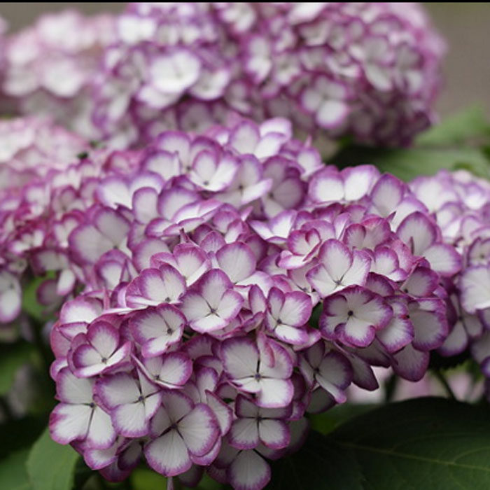 福利高跟朗明弗朗流光漫卷许愿细高绣球一加仑时令草本花卉