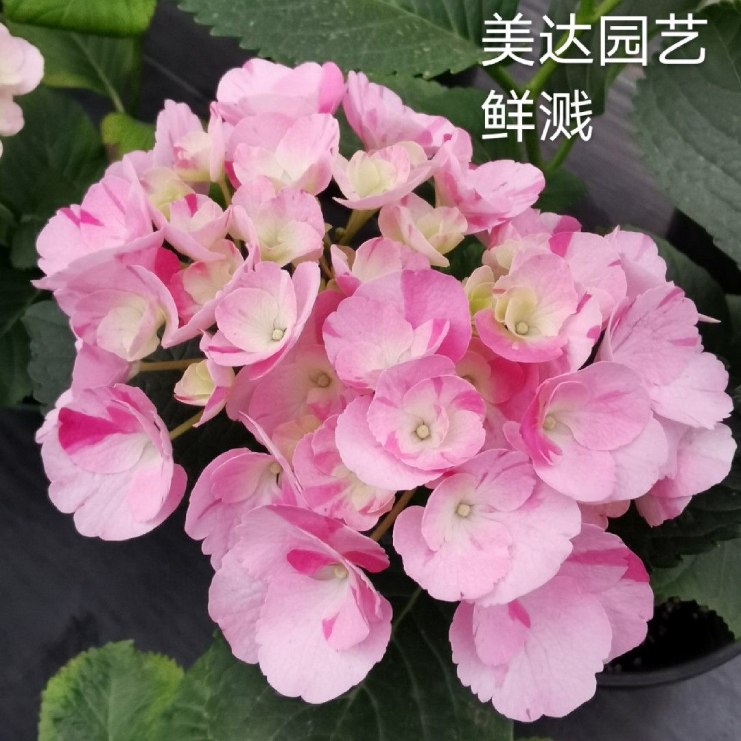 绣球新品进口花苗鲜溅条纹大花新上架上架单品时令草本花卉