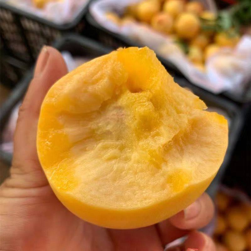 辽宁营口鲅鱼圈特产黄桃油四甜五斤顺丰包邮桃