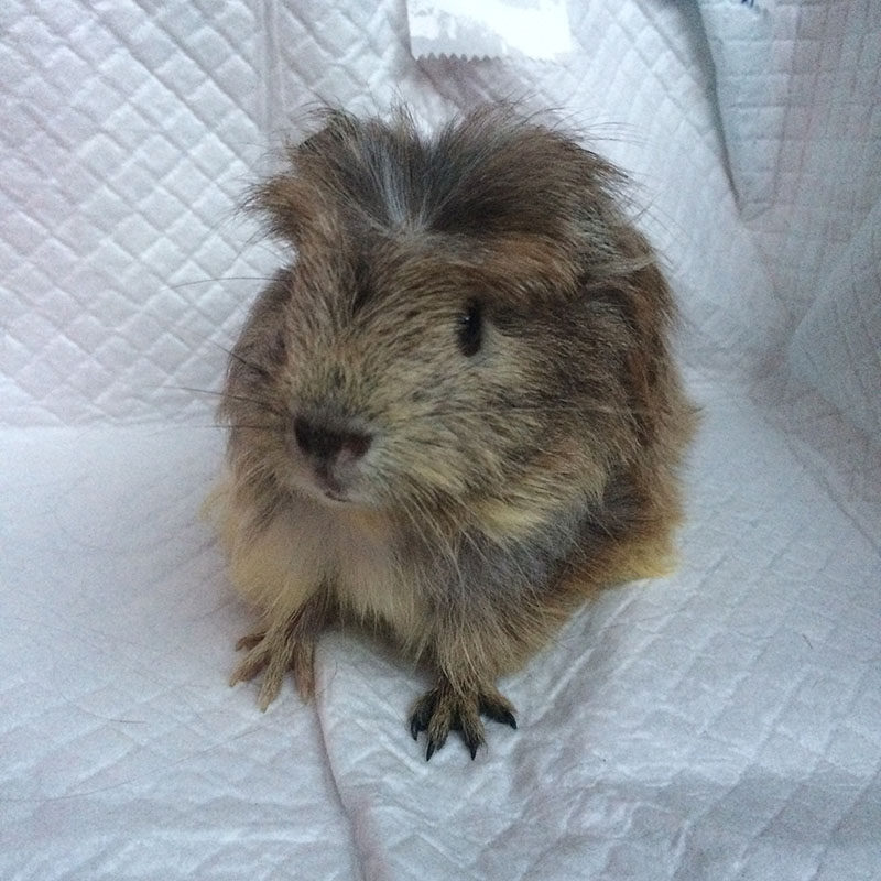 雕灰宝宝宠物健康花毛豚鼠长毛活体长顺荷兰毛荷兰豚鼠
