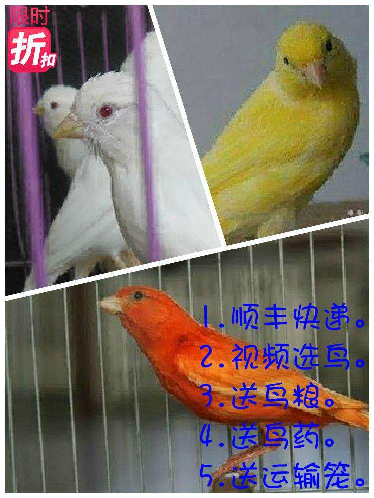 玉鸟活体桂皮芙蓉山东黄玉鸟白玉鸟鸣唱辣椒红玉鸟鸟