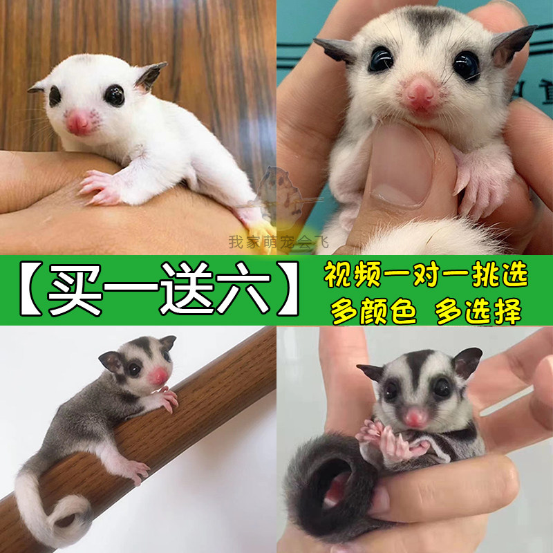 袋鼠会飞宝宝口袋迷你小型公幼飞的宠物滑翔飞鼠