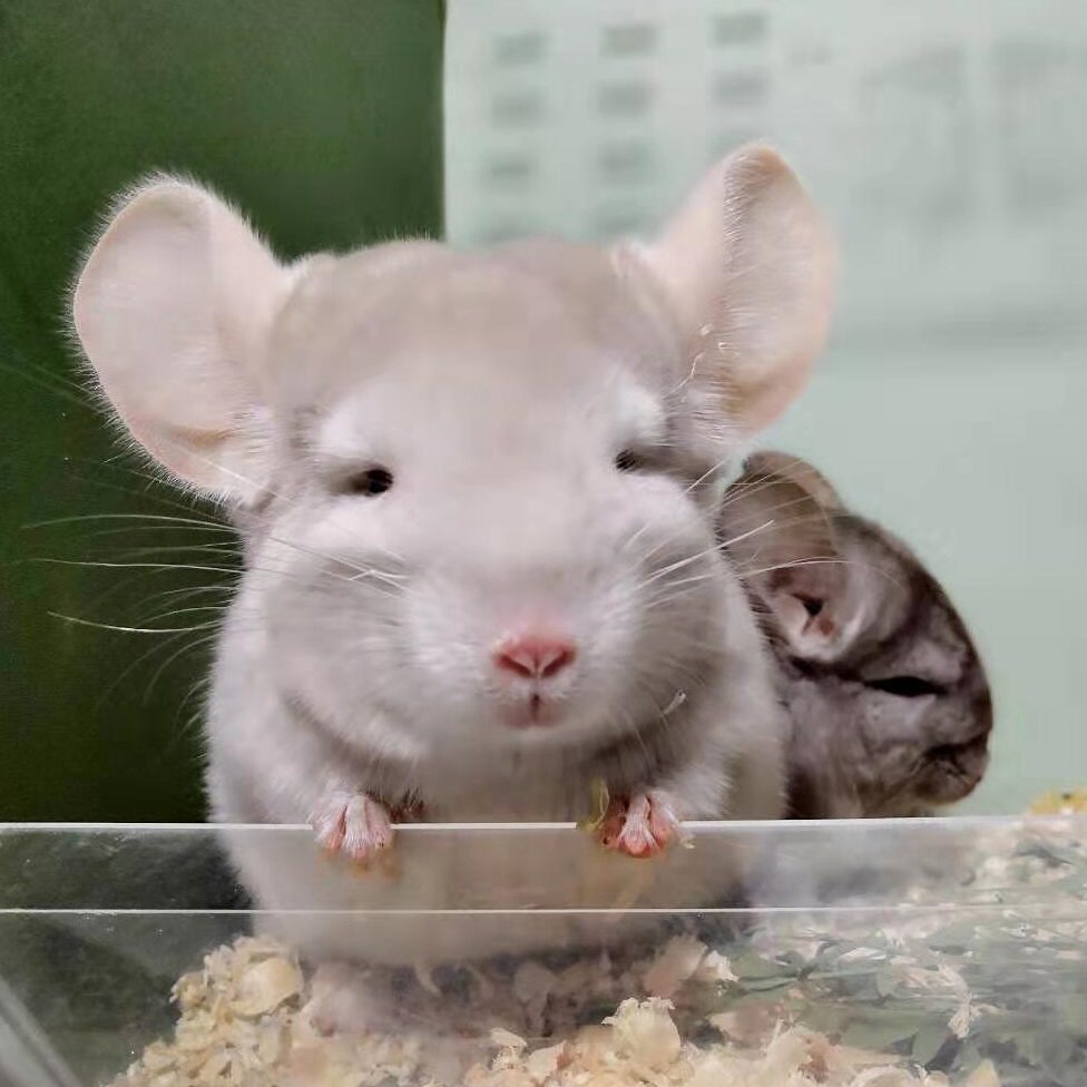 宠物龙猫金色网红小宠活物房子宿舍小型好养龙猫