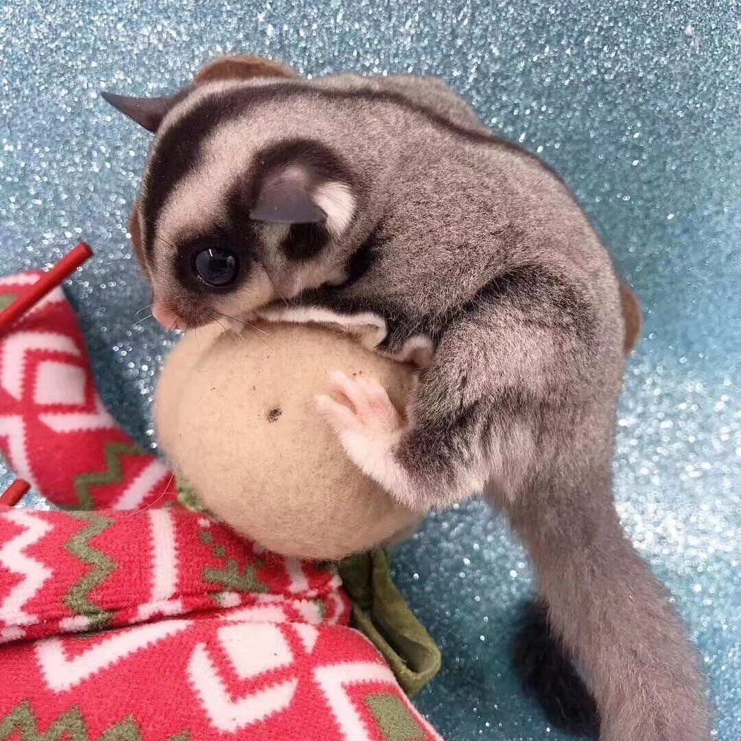 袋鼠会飞宝宝口袋迷你小型公幼飞的宠物滑翔飞鼠