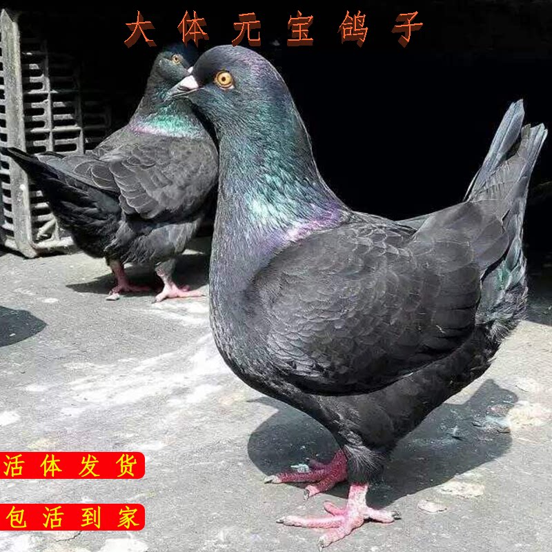 大体元宝活体公母一对小青年公斤肉鸽幼鸽观赏鸟