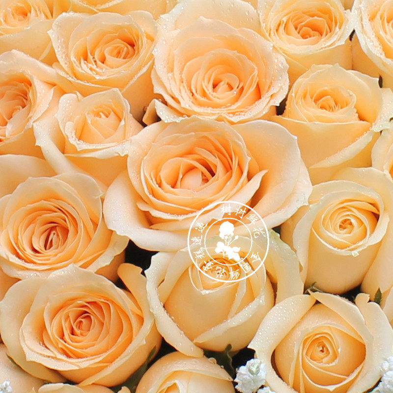33支香槟玫瑰玫瑰花花束24小时鲜花同城配送小时送达鲜花速递同城