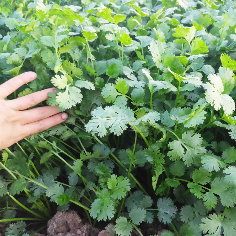 蔬菜种子 泰国四季大叶香菜籽 香味浓郁大田大棚用种 大面积种植