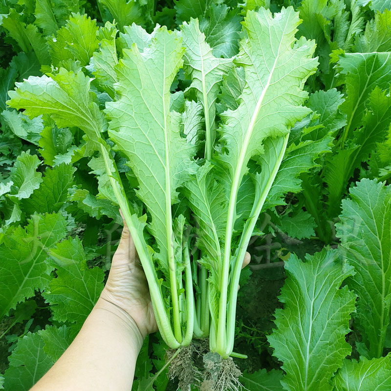 雪里蕻种子大叶排菜种籽芥菜小细叶雪里红九头鸟农家家庭园艺种子