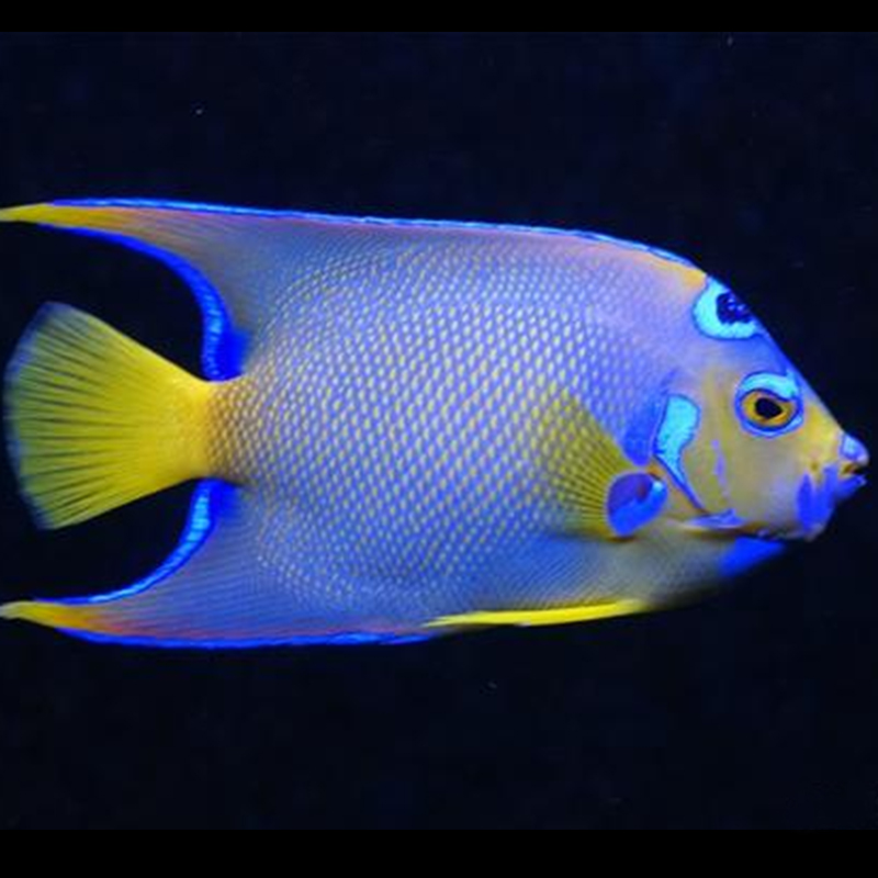 一川水族海水观赏活体宠物蓝仙神仙仙鱼鱼