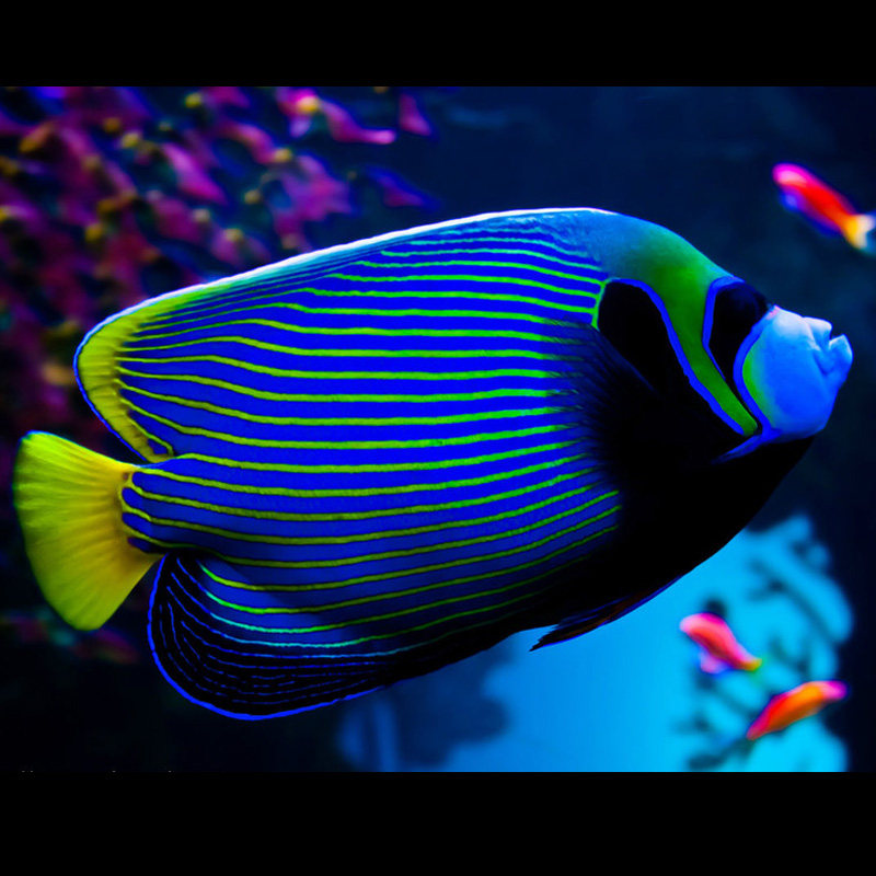 一川水族活体海水景观鱼宠物活体蓝纹神仙鱼