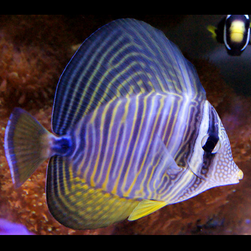 一川水族海水观赏活体宠物珍珠大帆鱼