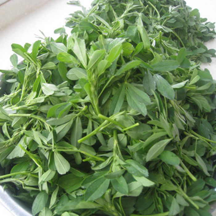新鲜野菜食用苜蓿菜头茬苜蓿芽草头金花菜饺子馅菜现货2.