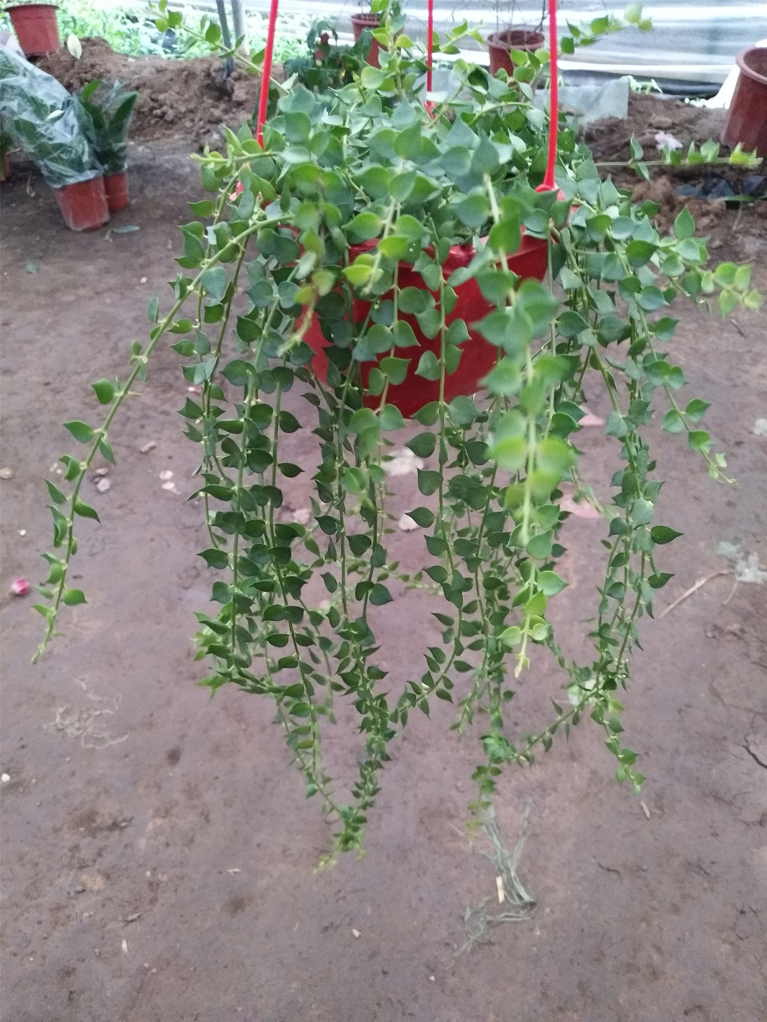百万易养美观优雅植物叶植物心小垂吊观绿植