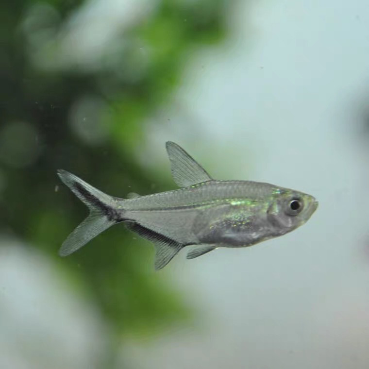 黑尾大勾鱼玫瑰扯旗灯科鱼草缸鱼群游鱼小型鱼热带鱼观赏鱼淡水鱼