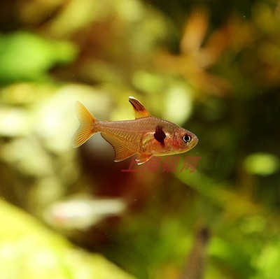 距优惠券开抢还有00:00:00热带鱼 小型观赏鱼 草缸混养小鱼 红大勾鱼