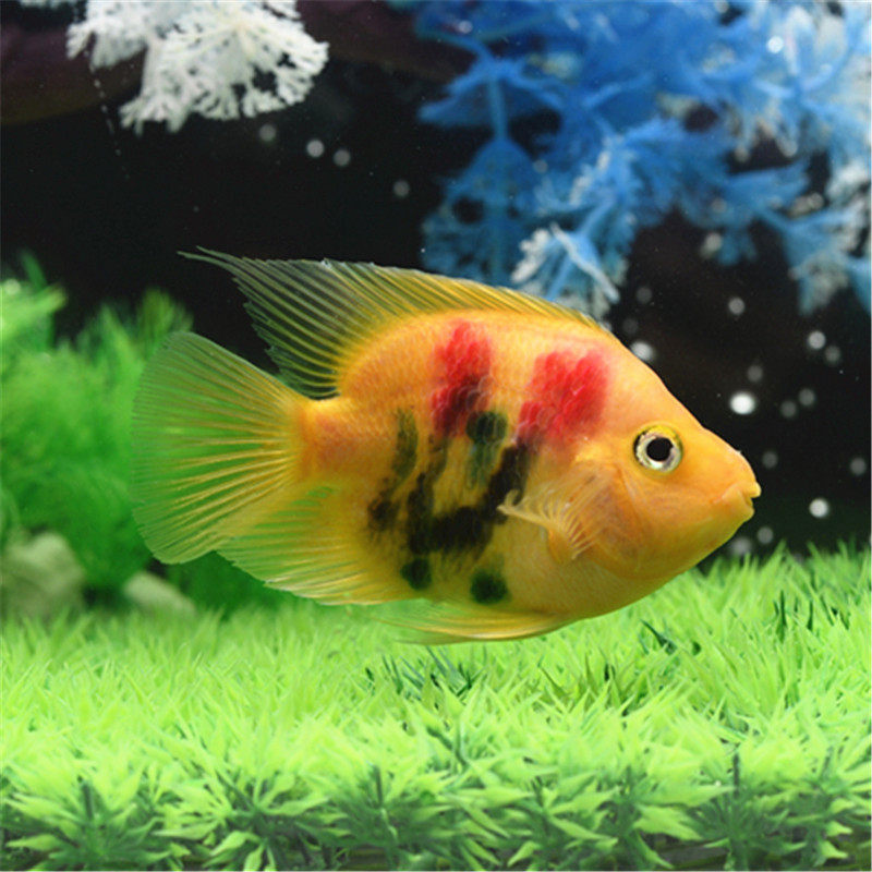 梅花活体鹦鹉鱼招财发财鱼热带鱼观赏鱼财神鱼