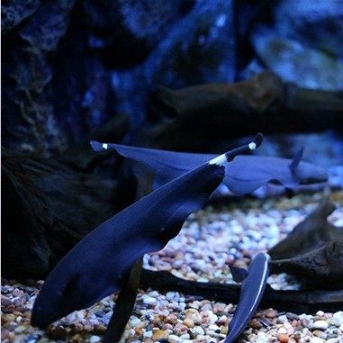 魔鬼刀鱼羽毛活体热带鱼观赏鱼鱼