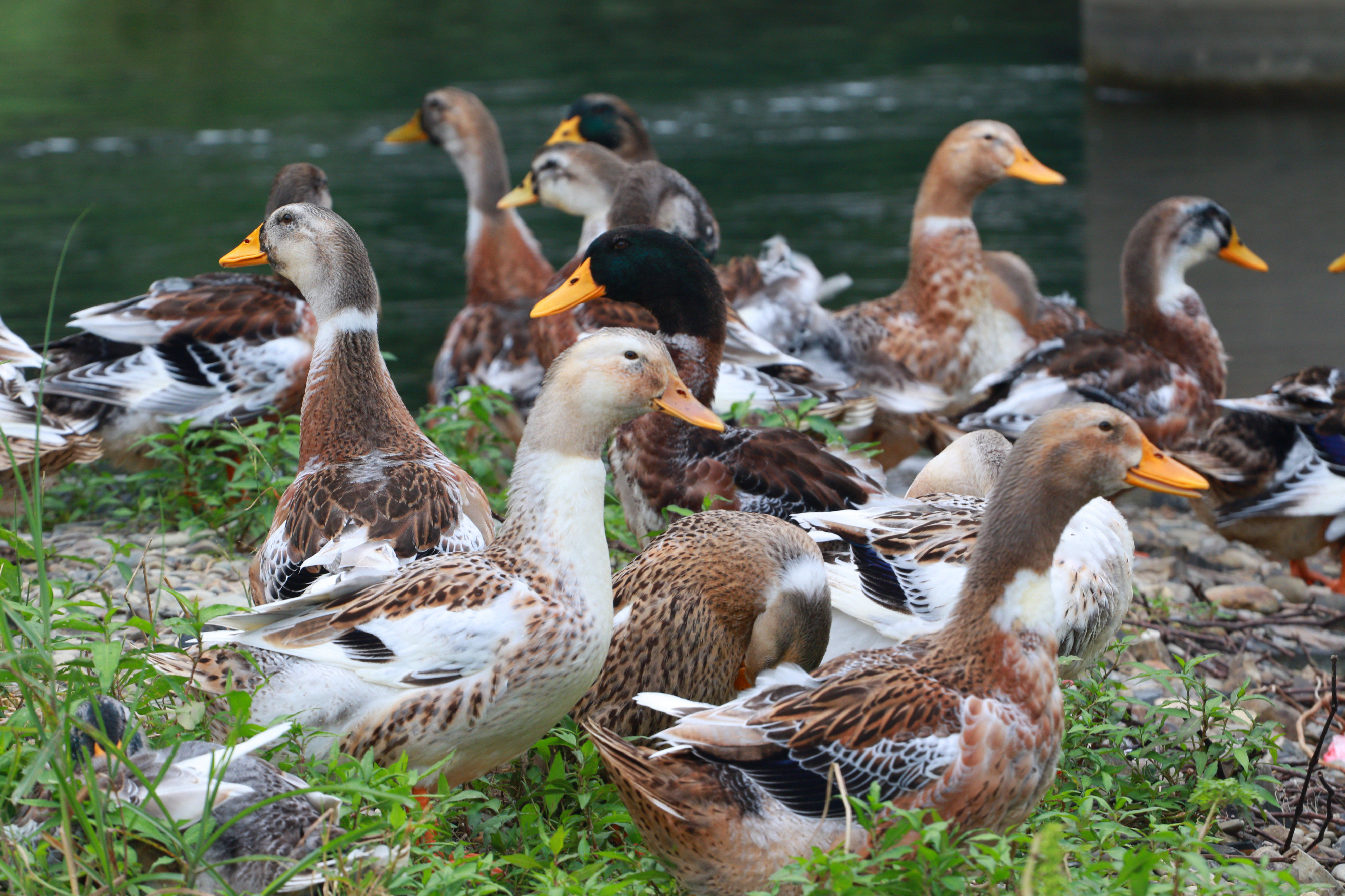 散养新款中国大陆湖南省新鲜土鸭正宗农家放养鸭肉