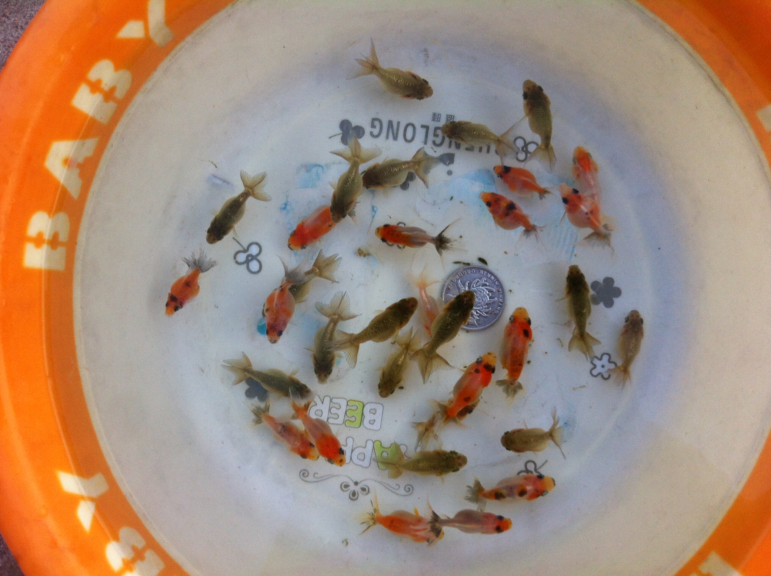 观赏金鱼活体鱼苗/蝶尾珍珠兰寿狮子头猫狮/活体金鱼包邮