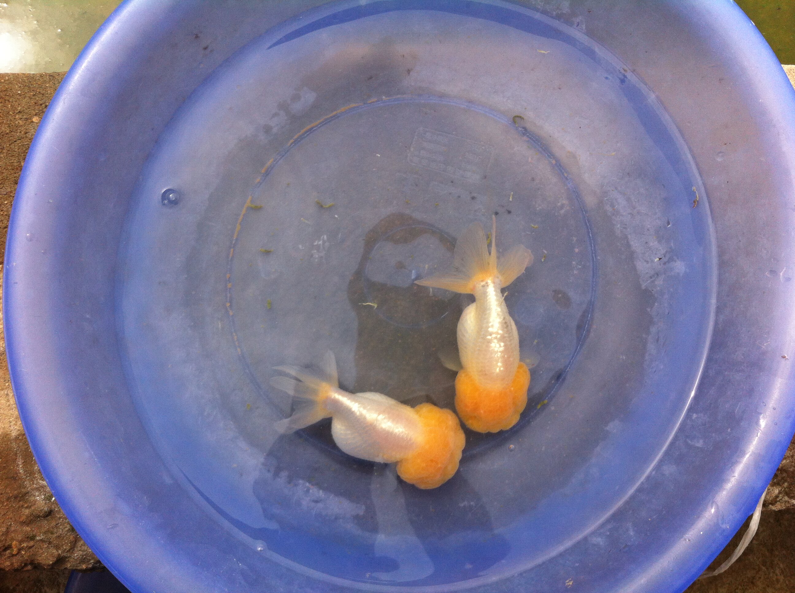 观赏金鱼活体//精品猫狮菠萝头小鱼/冷水鱼/宠物鱼(实拍成鱼图)