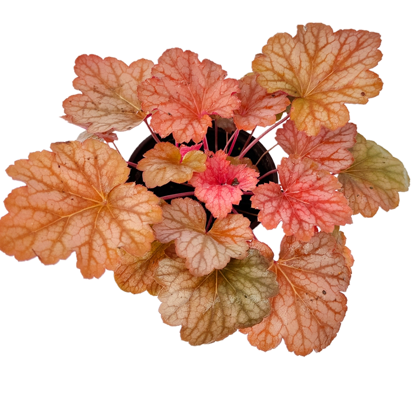 植物矾根叶植物花卉观四季耐寒室内外花境庭院阳台绿植