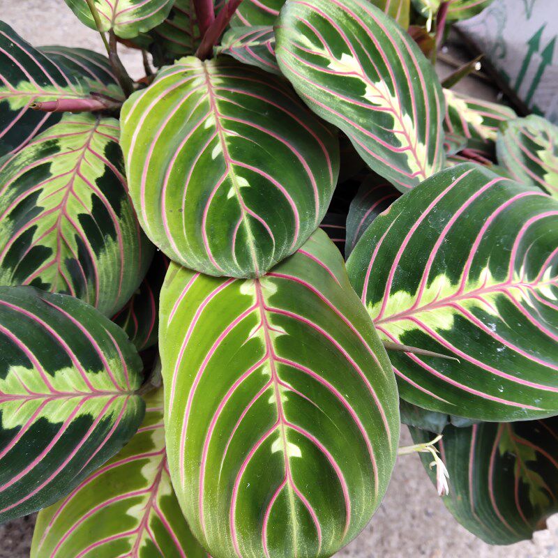 叶竹芋竹芋进口叶蝉稀有红蜻蜓室内观盆栽网红观时令草本花卉