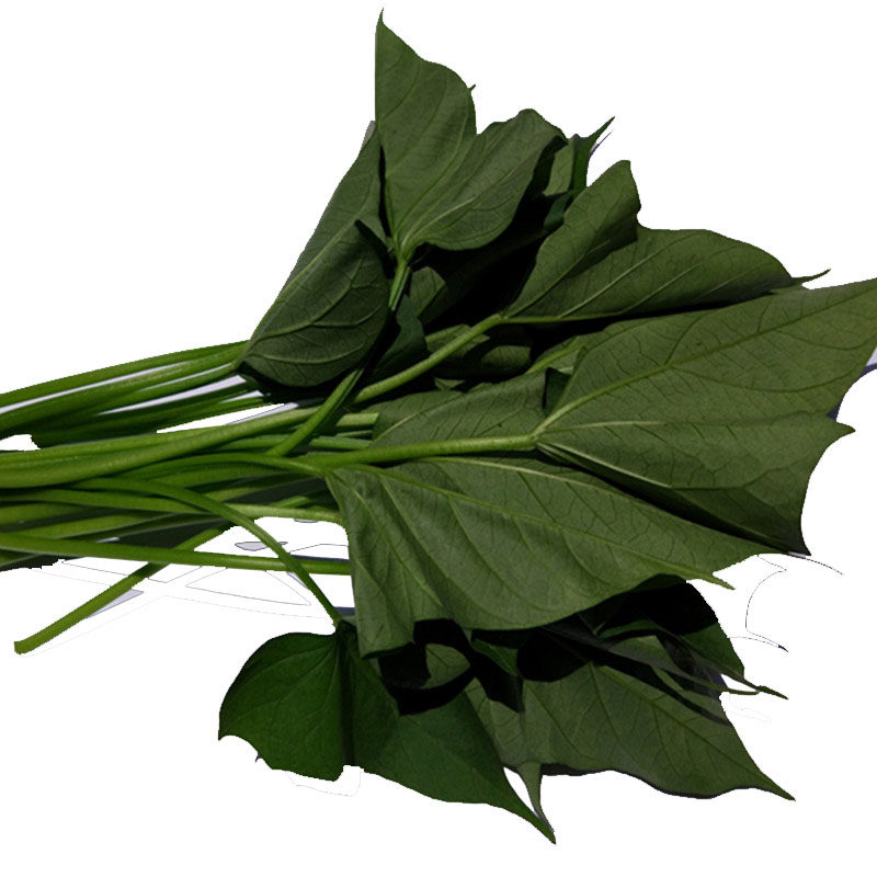 地瓜梗新鲜食用红薯梗现摘鲜嫩山东省农家自种带箱5斤顺丰包邮