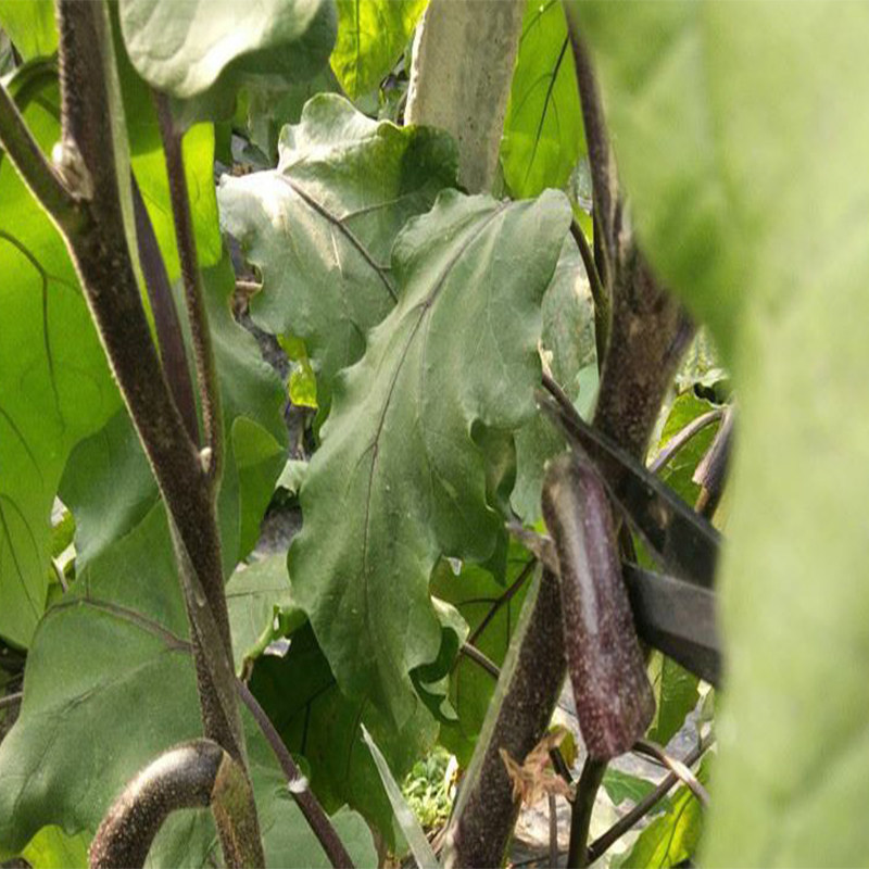 茄子紫色新鲜现剪现发偏方中药材顺丰包邮其它