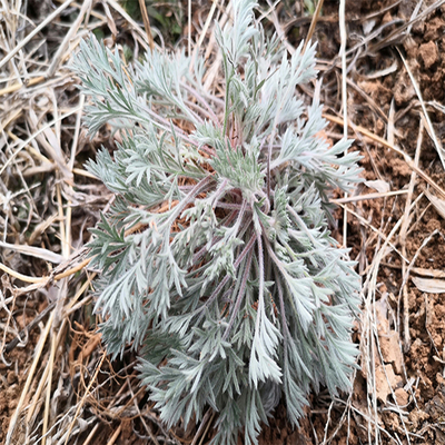 白蒿现采茵陈纯野生绵茵陈茶时令野菜中药材整颗白蒿顺丰其它