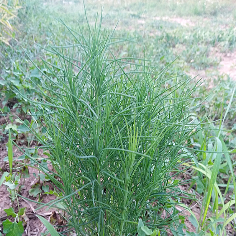 猪毛新鲜蓬蓬菜纯野生扎蓬棵整颗500g顺丰包邮其它