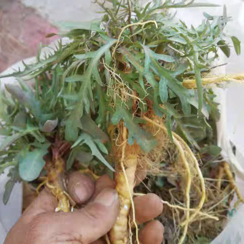 苦苦苦菜带根带叶新鲜纯野野生苦喋现挖现发其它