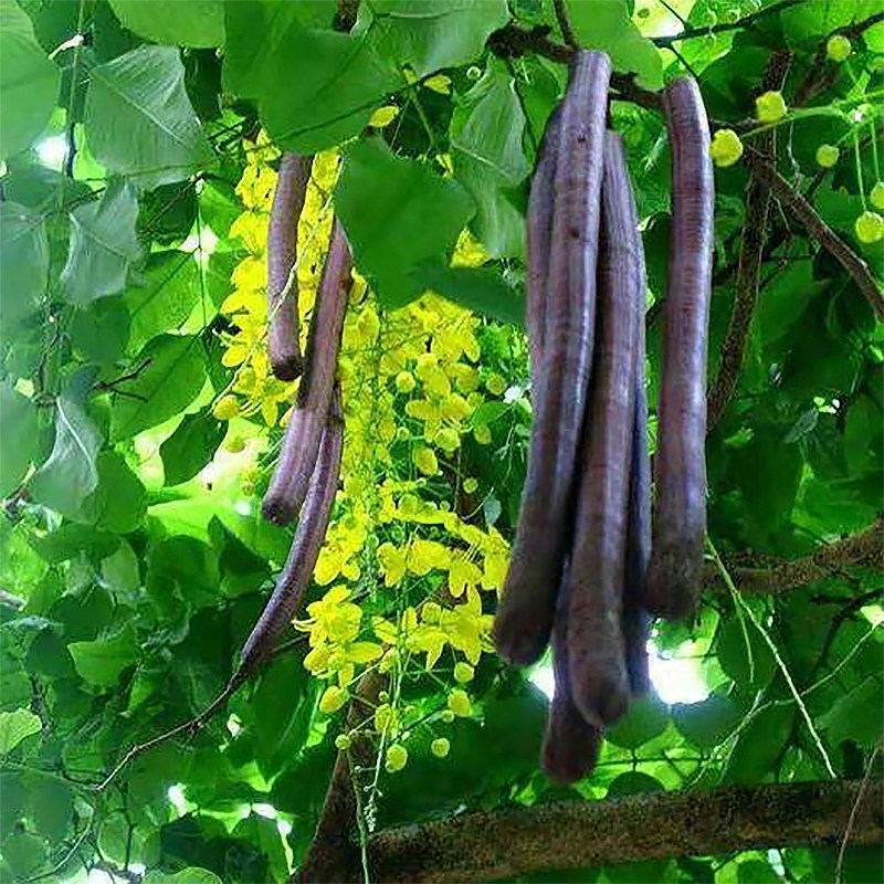 缅甸野生秘便果大腊肠树果100g泡茶传统滋补品其他