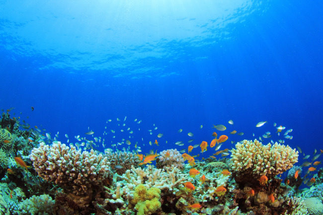 定做/制高清水族箱背景画 造景纸装饰背景壁纸 书法龙鱼缸背景图