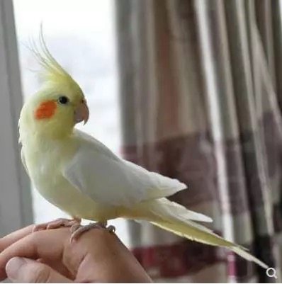 活鸟虎皮鹦鹉小型宠物鸟学说活可繁殖小珍珠鸟观赏幼鸟亲人鸟包活