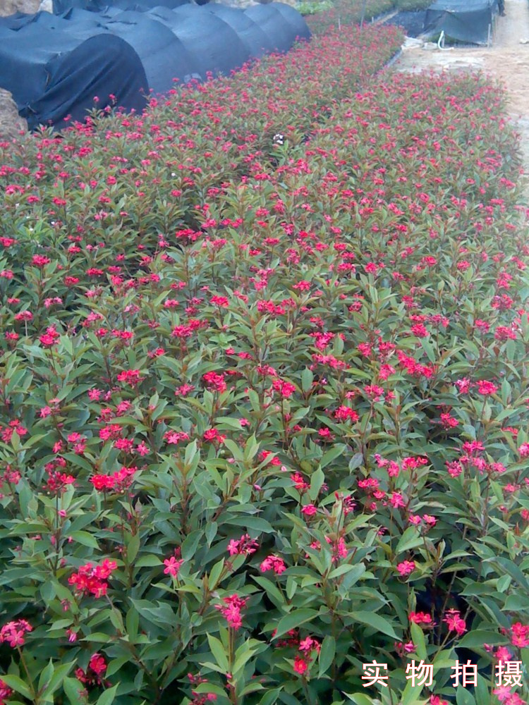 包邮四季开花阳台庭院琴叶珊瑚盆栽花苗 日日樱易种耐活灌木绿植