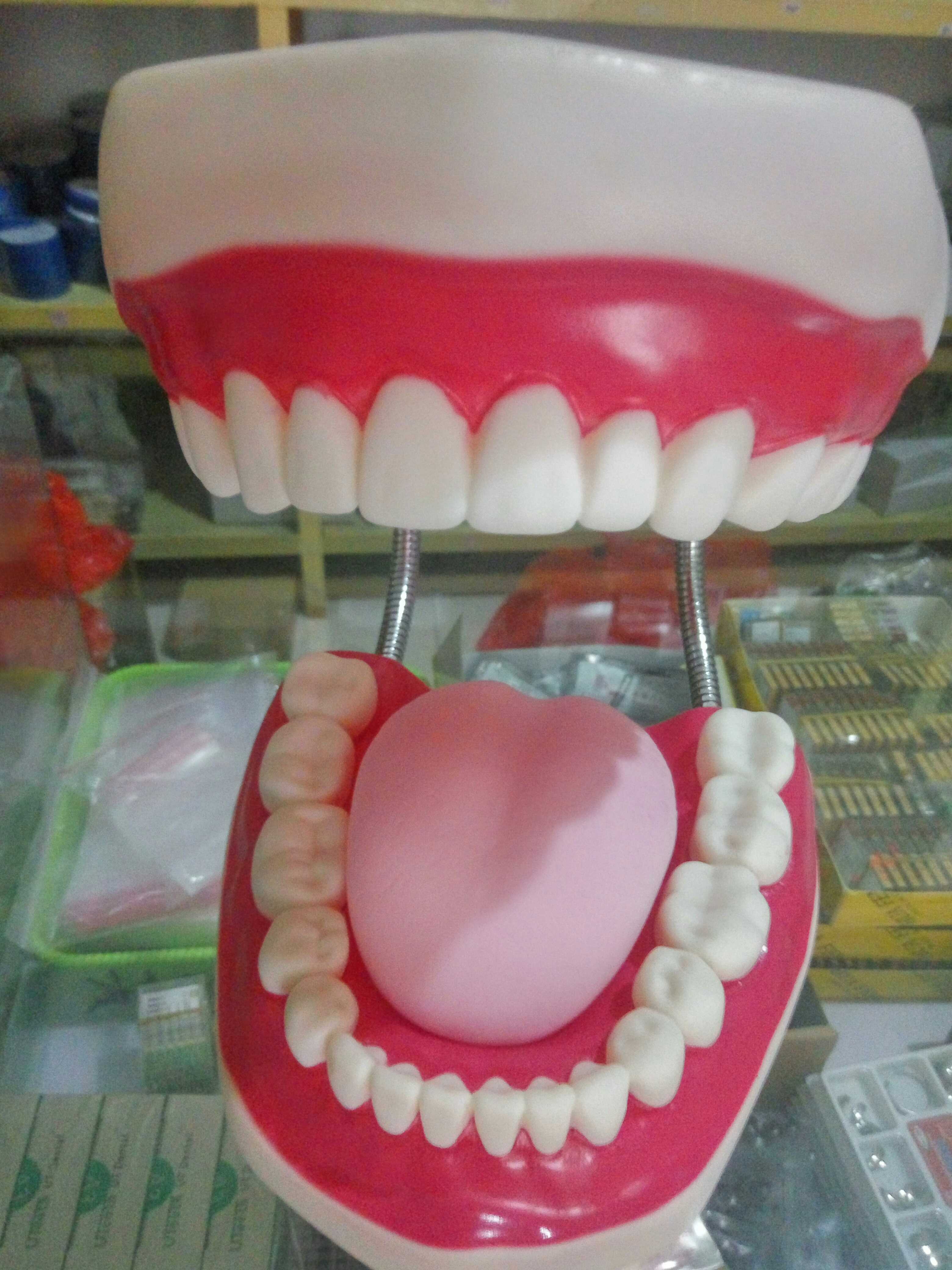 牙科模型材料齿科耗材口腔器械教学假牙牙齿其它口腔护理设备