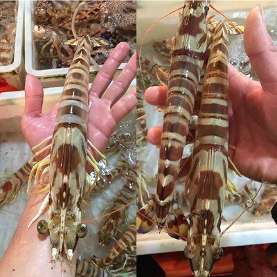 鲜活野生特大虎虾捕黑围虾新鲜活斑节虾基竹节冻虾